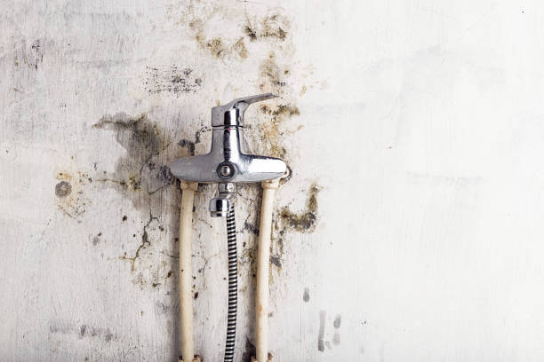 Best Best Mold Removal Companies  in Des Peres, MO