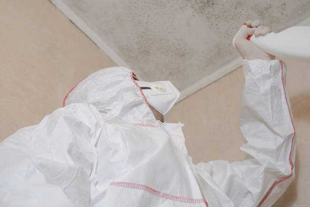 Best Mold Removal Company Near Me  in Des Peres, MO