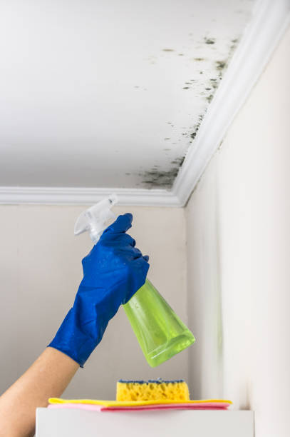 Best Attic Mold Removal  in Des Peres, MO