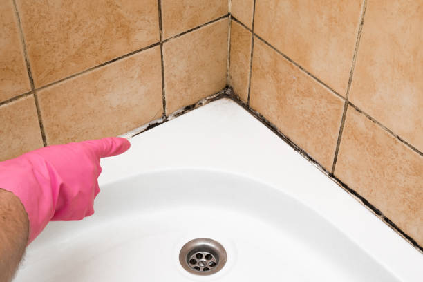 Best Commercial Mold Removal  in Des Peres, MO