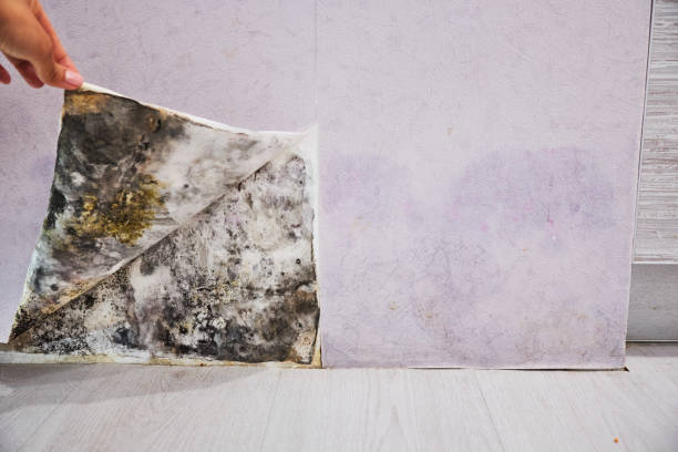 Best Mold Remediation  in Des Peres, MO